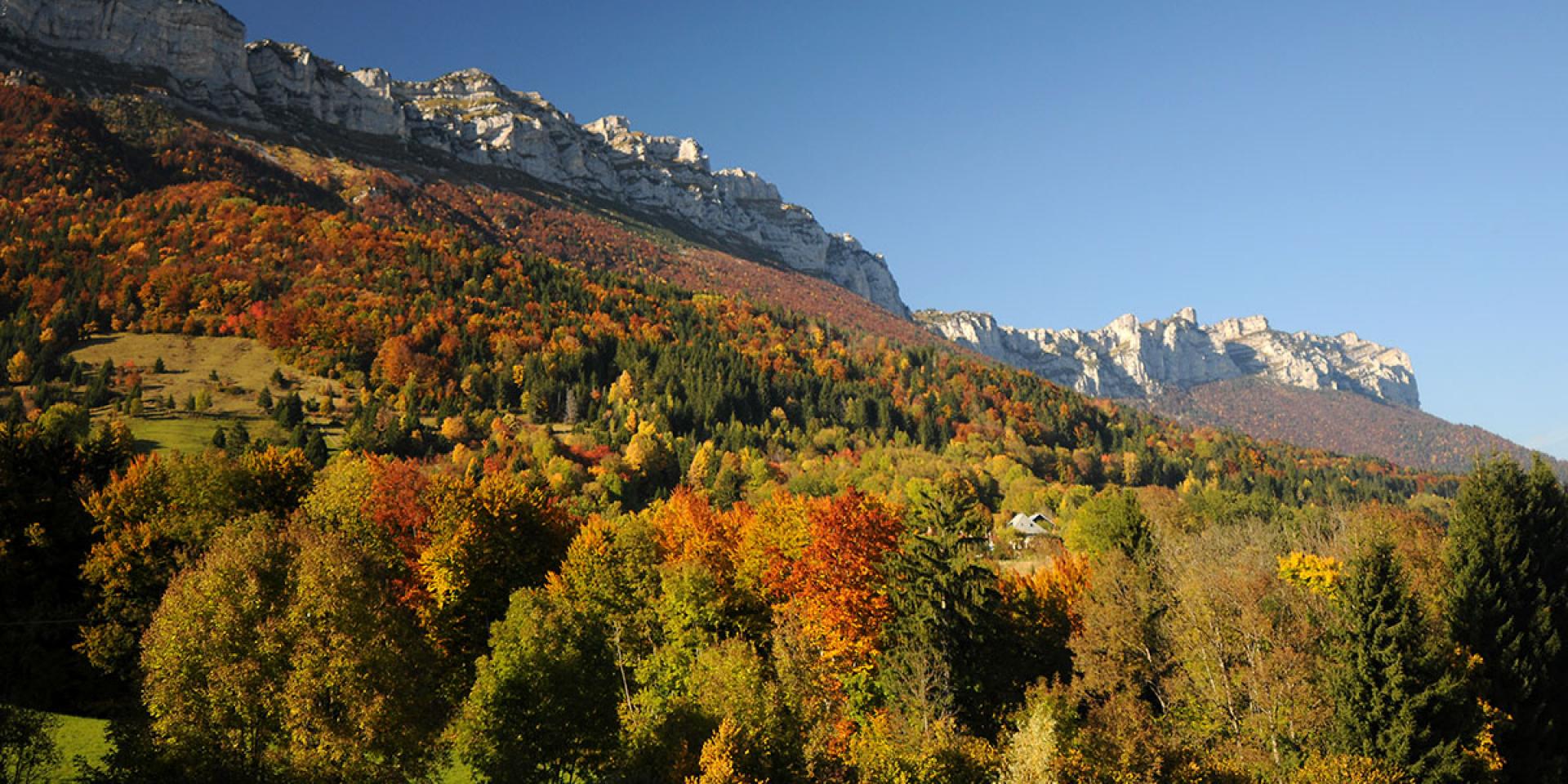 automne-chartreuse